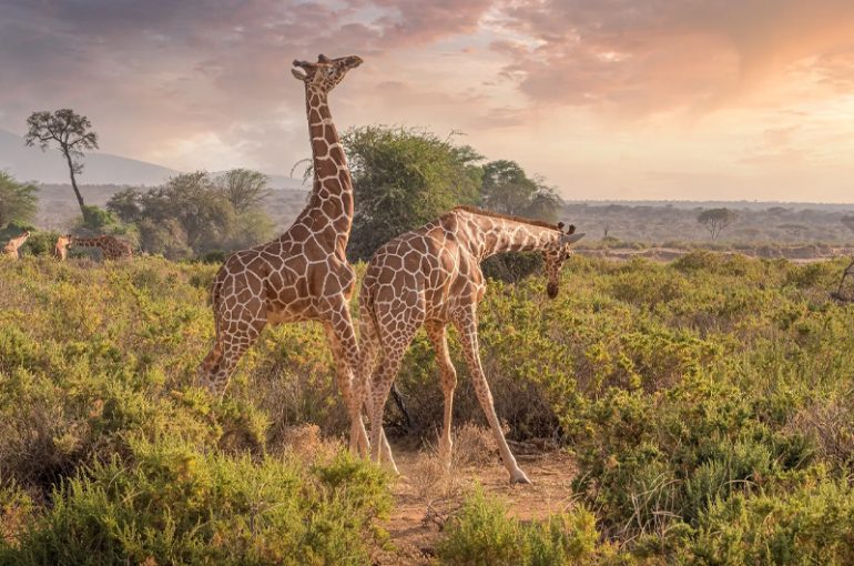 Maasai Mara Safari Packages 2026 | Best Kenya Safari Tours